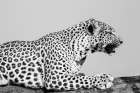 Regal Leopard Art Print