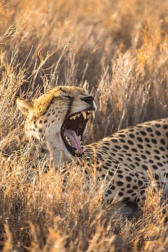 Big Yawn I Animals Print