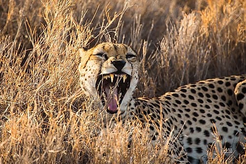 Big Yawn II Animals Print