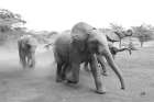 Elephant Race BW Art Print
