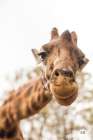Funny Face I Art Print