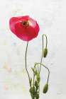 Wonderful Wildflowers I Art Print