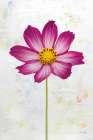 Wonderful Wildflowers IV Art Print