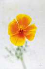 Wonderful Wildflowers V Art Print