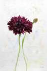 Wonderful Wildflowers VIII Art Print