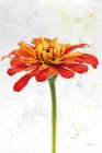 Wonderful Wildflowers IX Art Print