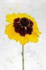 Wonderful Wildflowers XI Art Print