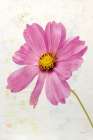 Wonderful Wildflowers XII Art Print