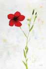 Wonderful Wildflowers XIV Art Print