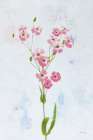 Wonderful Wildflowers XV Art Print