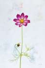 Wonderful Wildflowers XVI Art Print