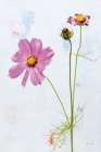 Wonderful Wildflowers XVII Art Print