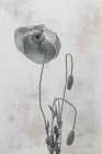Wonderful Wildflowers I Neutral Art Print