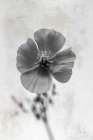 Wonderful Wildflowers V Neutral Art Print