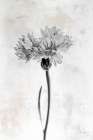 Wonderful Wildflowers VI Neutral Art Print