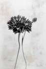 Wonderful Wildflowers VIII Neutral Art Print