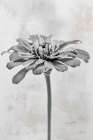 Wonderful Wildflowers IX Neutral Art Print