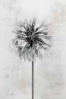 Wonderful Wildflowers X Neutral Art Print