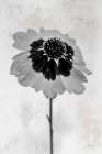 Wonderful Wildflowers XI Neutral Art Print