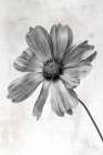 Wonderful Wildflowers XII Neutral Art Print
