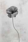 Wonderful Wildflowers XIII Neutral Art Print