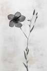 Wonderful Wildflowers XIV Neutral Art Print