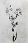 Wonderful Wildflowers XV Neutral Art Print