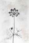 Wonderful Wildflowers XVI Neutral Art Print