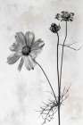 Wonderful Wildflowers XVII Neutral Art Print