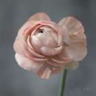 Romantic Ranunculus Minimalist Print