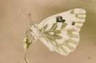 Sagebrush White Art Print