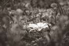 Laying Down on the Desert Floor Art Print