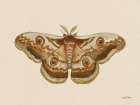 Spooky Halloween Moth II Art Print