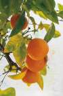 Oranges I Art Print