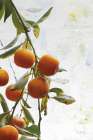 Oranges III Modern Print