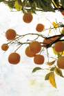 Oranges IV Art Print