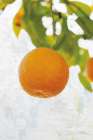Single Orange Art Print