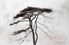 Stokenham Tree Art Print