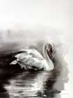 Moonlit Swan Dark Art Print