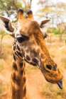 Silly Giraffe I Art Print
