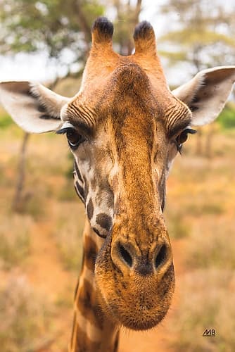 Silly Giraffe II Animals Print