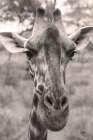 Silly Giraffe Neutral I Art Print