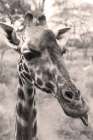 Silly Giraffe Neutral II Art Print
