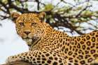 Lounging Leopard Art Print