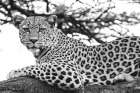 Lounging Leopard Neutral Art Print