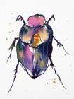 Golden Beetle Art Print