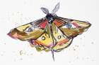Golden Moth Art Print
