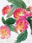 Summer Hydrangeas Art Print
