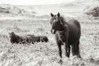 Dartmoor Ponies I Art Print