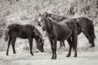 Dartmoor Ponies II Art Print